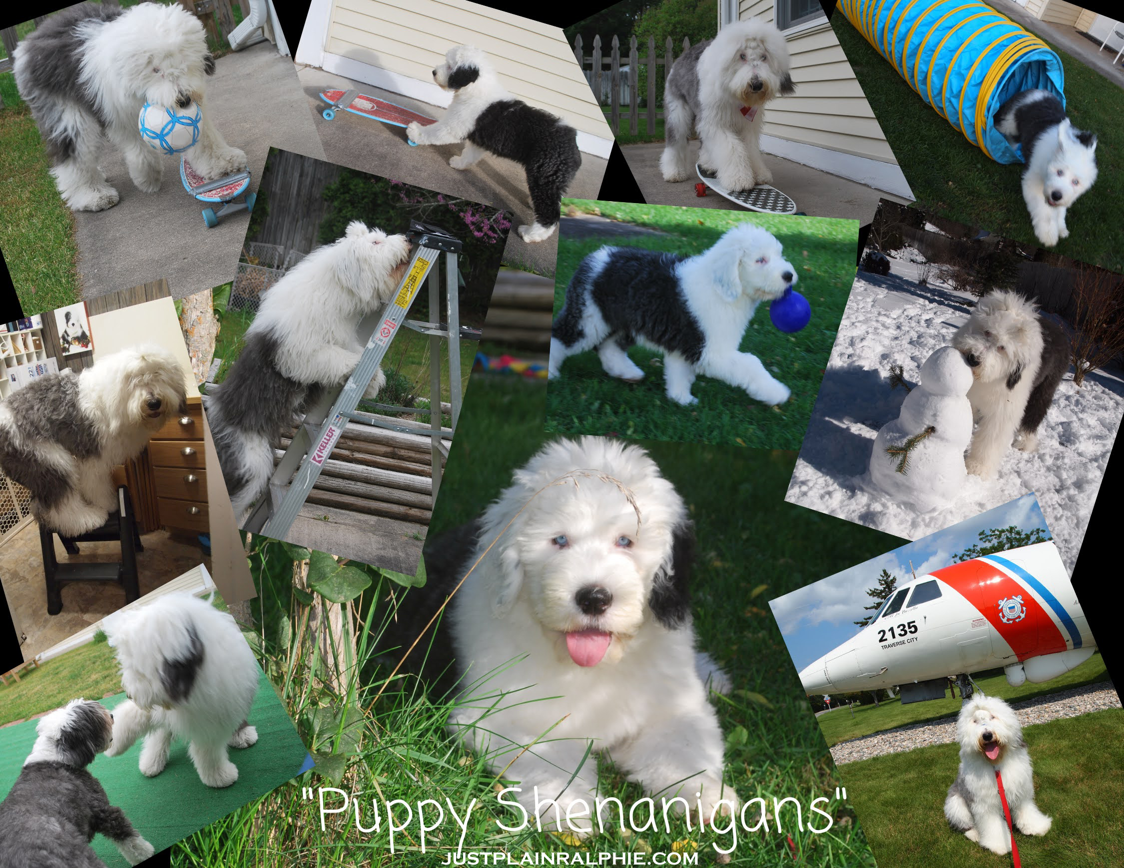 Training and communicating with deaf puppies and deaf dogs.
