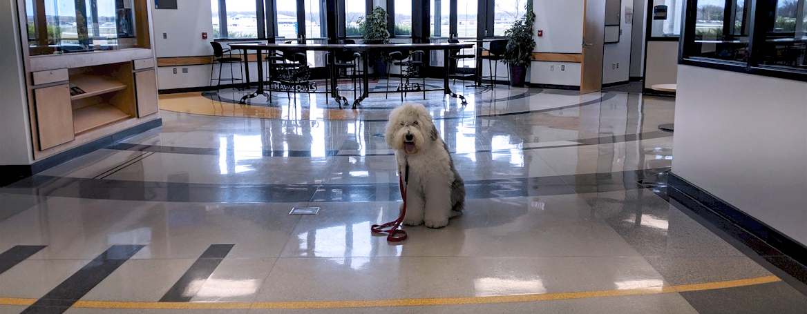 Deaf dog taking obedience classes. 