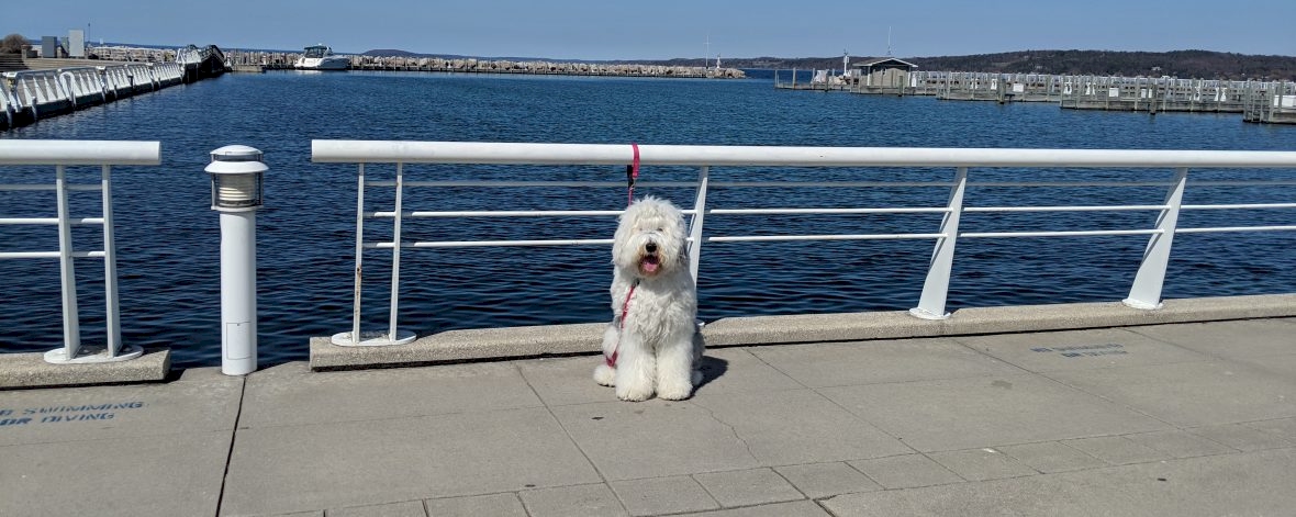 Deaf dog training at a public marina.